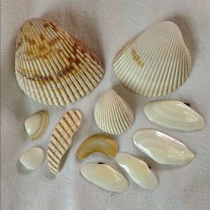 Sea Shells From Bahamas Florida Small Clams